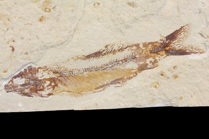Cretaceous Fossil Fish (Hajulia) - Hakel, Lebanon #163090
